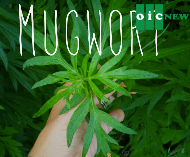 upload/files/herbal medicine/smoking-mugwort.jpg